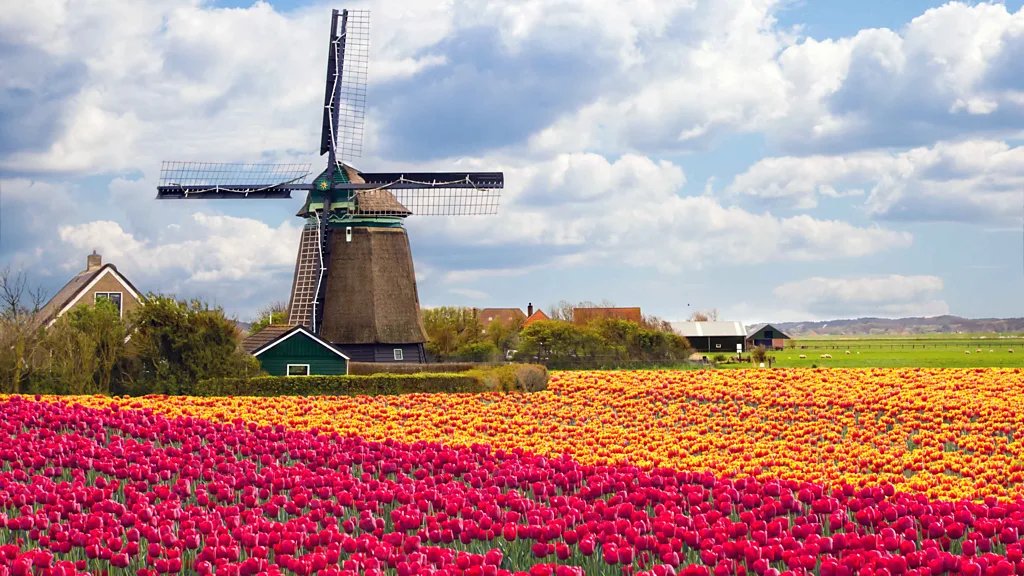 tulips in netherlands 