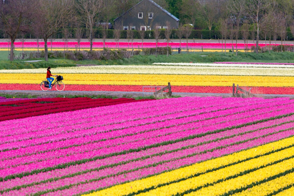 tulips in netherlands 