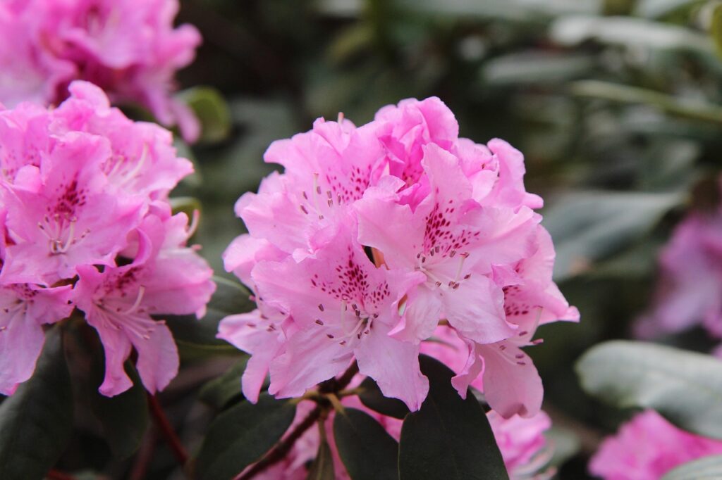 rhododendron
