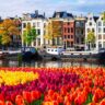 tulips in netherlands