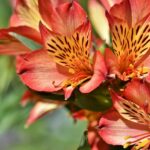 rhododendron